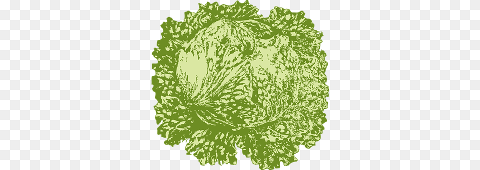 Iceberg Lettuce Food, Leafy Green Vegetable, Plant, Produce Free Transparent Png