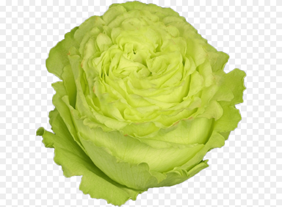 Iceburg Lettuce, Flower, Plant, Rose, Food Free Png Download