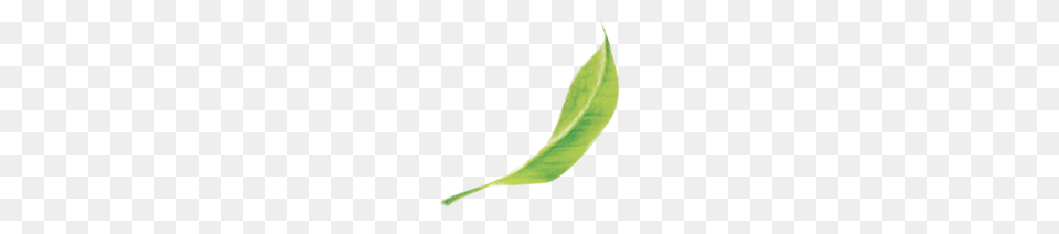Ichitan Organic Greentea Uht, Green, Leaf, Plant Png Image