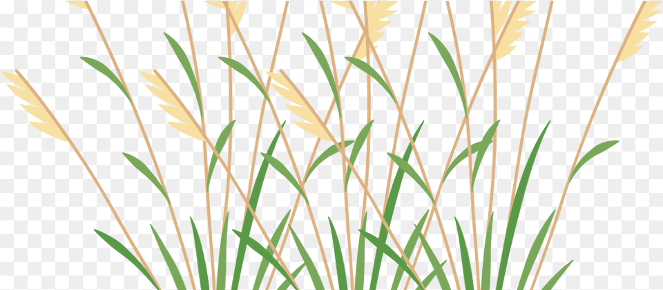 Icon 2 Weeds Weeds Clipart, Agropyron, Grass, Plant, Reed Free Png Download