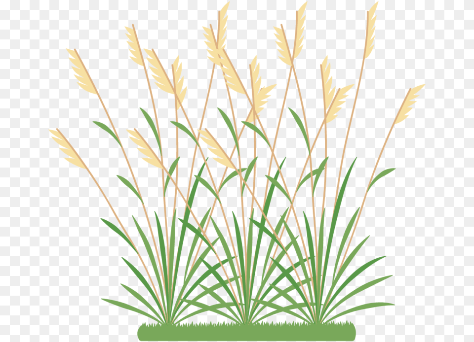 Icon 2 Weeds Weeds Clipart, Grass, Plant, Reed, Agropyron Free Png