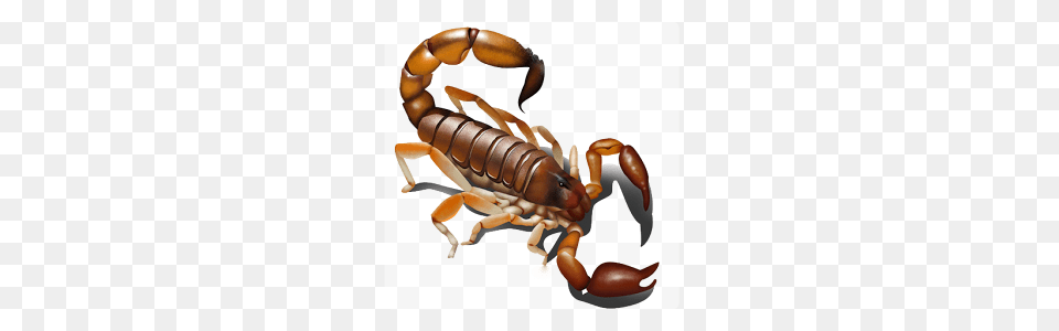 Icon, Animal, Invertebrate, Scorpion, Insect Free Transparent Png