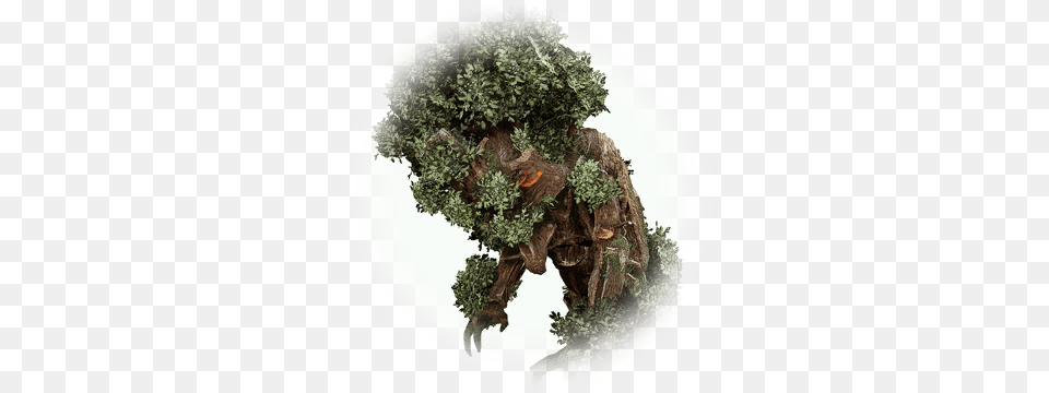 Icon Bdo Rooted Old Wood Treant, Plant, Tree, Green, Vegetation Png Image