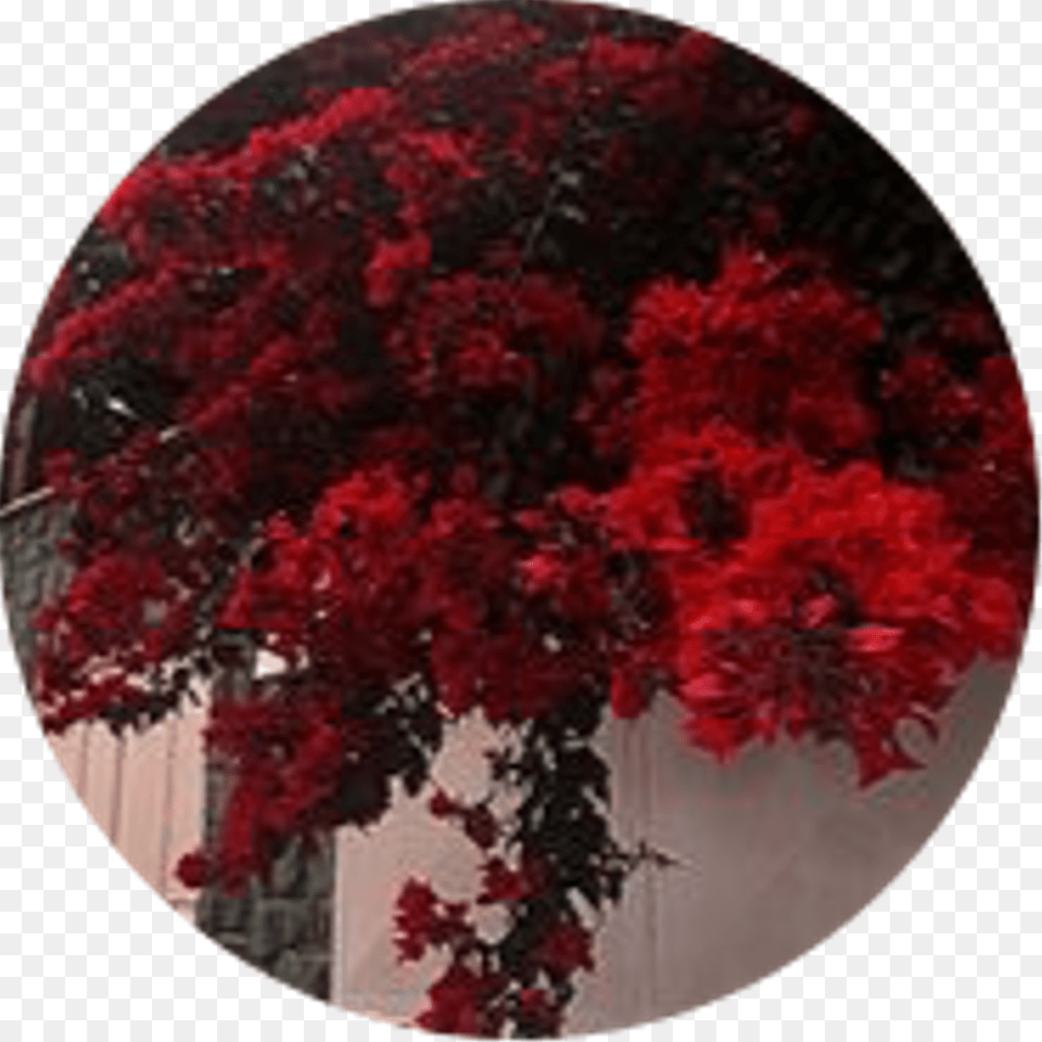 Icon Circle Aesthetic Red Redaesthetic Flower Freetoedi Bright Red Flower Aesthetic, Geranium, Petal, Plant, Tree Png Image