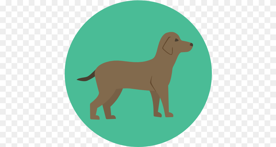 Icon Dog Flat Animal Icon, Bear, Mammal, Wildlife, Canine Png Image