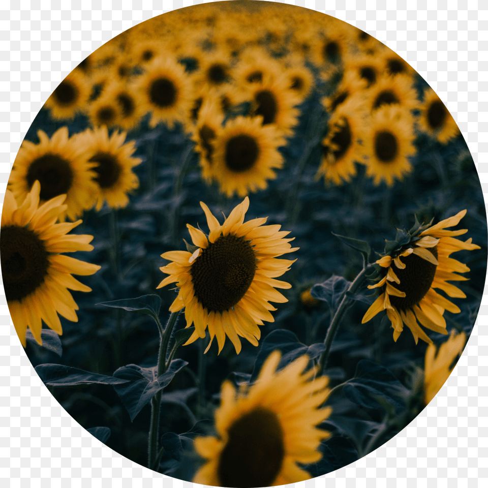 Icon Edit Aesthetic Tumblr Kpop Aesthetic Sunflower Aesthetic Sunflower Icon, Flower, Plant Free Png
