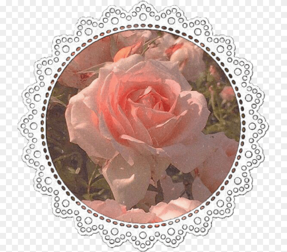 Icon Iconbase Iconedit Aesthetic Pink Tumblr Aesthetics, Flower, Plant, Rose Free Transparent Png