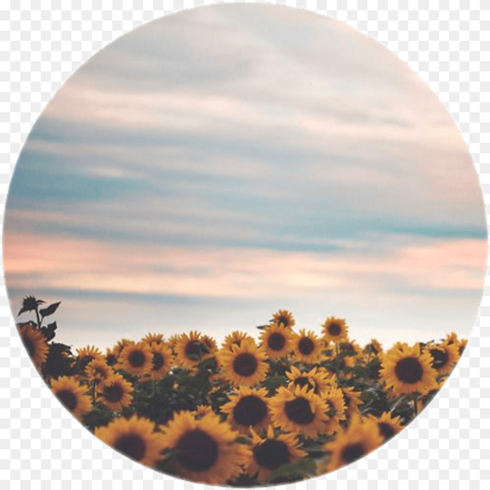 Icon Icons Tumblr Girasol Flores Flowers Forget Those Who Forget You Quotes, Flower, Petal, Photography, Plant Free Png Download