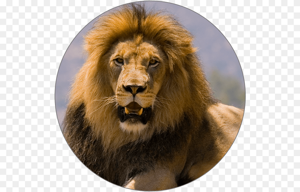 Icon Masai Lion, Animal, Mammal, Wildlife Png Image