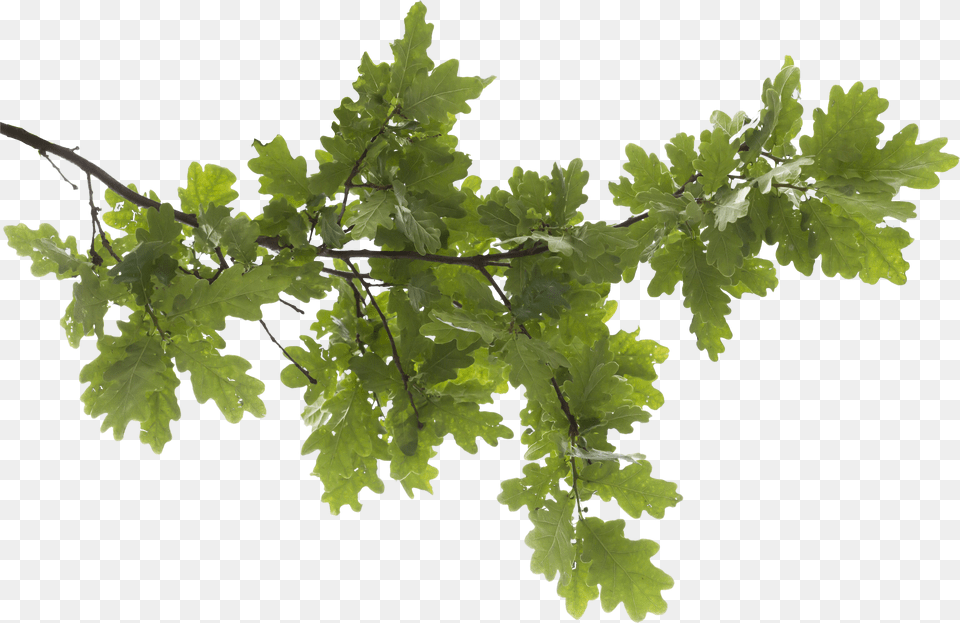 Icon Oak Tree Hd Transparent Transparent Background Tree Branch Transparent, Weed, Leaf, Plant, Herbal Png
