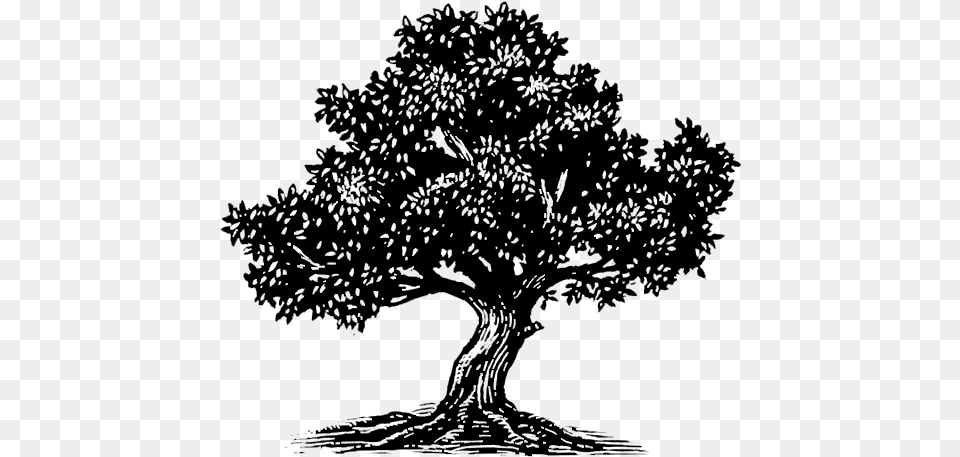 Icon Olive Tree Black Olive Tree Icon, Gray Free Png