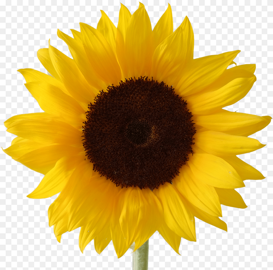Icon Sunflower Vectors Clipart Sunflower, Flower, Plant Free Png Download