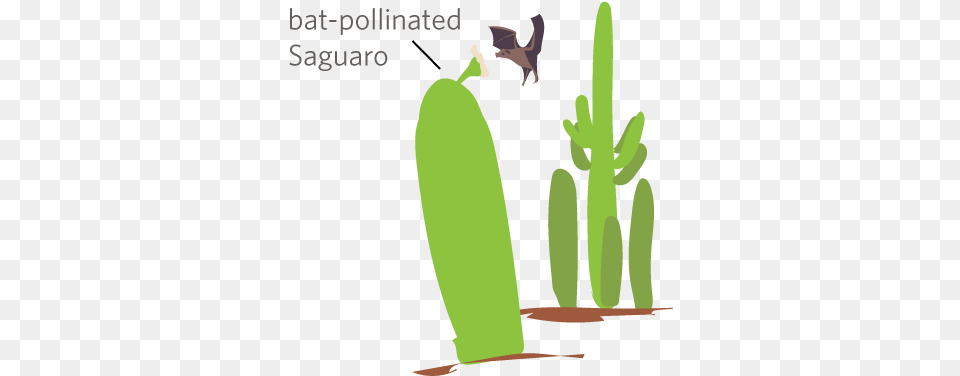 Iconic Saguaro Cactus Illustration, Food, Fruit, Pear, Plant Png