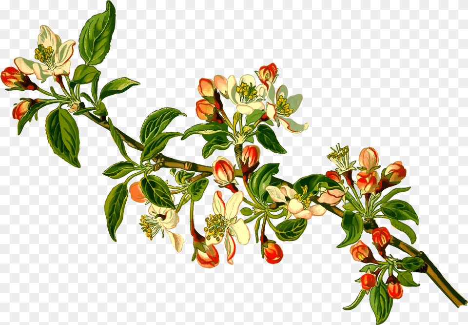 Icons Design Of Apple Tree Flor De Arbol De Manzana, Acanthaceae, Plant, Leaf, Herbs Free Png