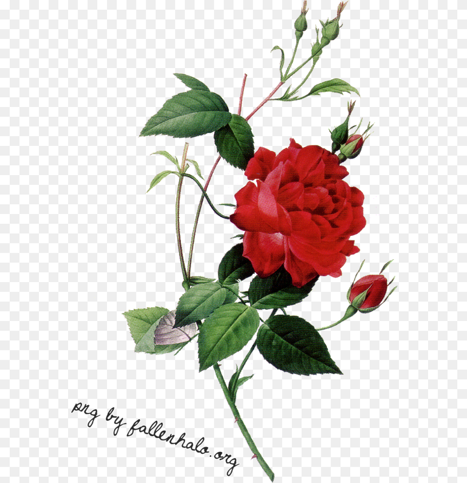 Icons Digital Rose, Flower, Plant, Geranium, Flower Arrangement Free Png Download