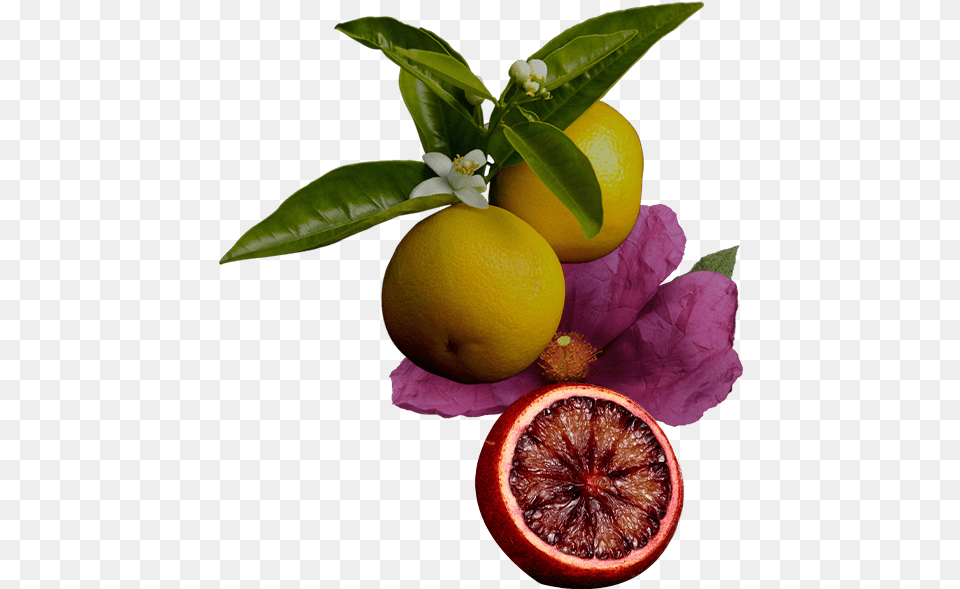 Icons Discovery Set Rangpur, Citrus Fruit, Food, Fruit, Grapefruit Free Png Download
