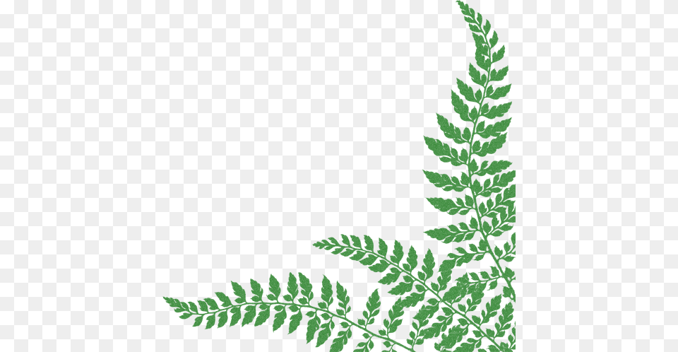 Icons Ferns Leaf Transparent Background, Green, Plant, Tree, Fir Free Png Download