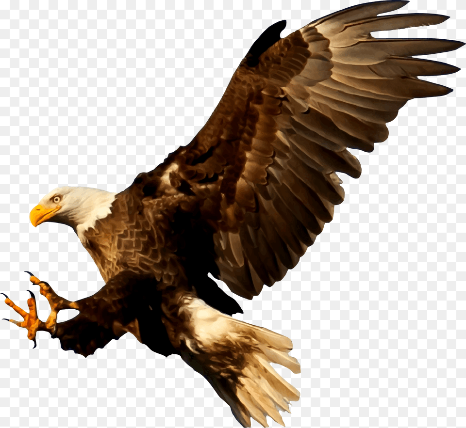 Icons And Bird Of Prey Clipart, Animal, Eagle, Bald Eagle Free Transparent Png