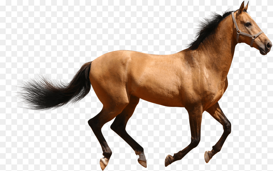 Icons Horse Animal Png Image