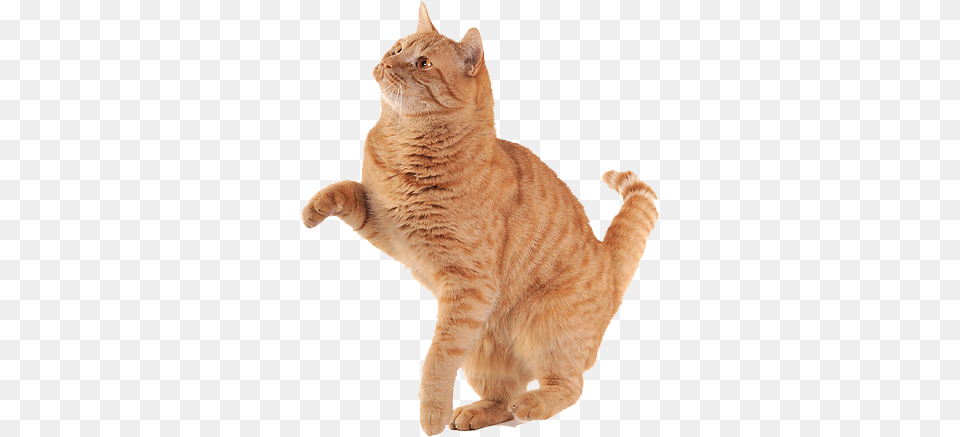 Icons Orange Cat Background, Animal, Mammal, Manx, Pet Free Transparent Png