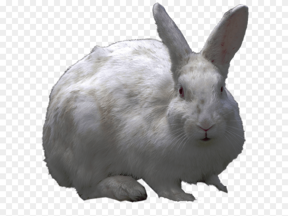 Icons Rabbit Hd Background, Animal, Mammal, Rat, Rodent Free Transparent Png