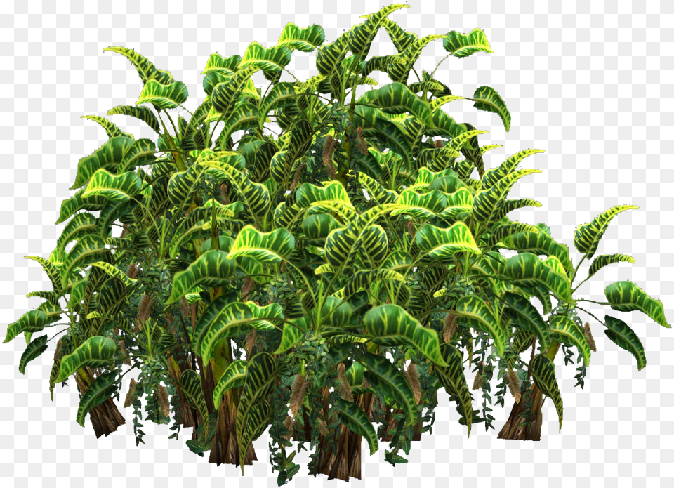 Icons Tropical Plantas Plant, Fern, Green, Leaf, Vegetation Free Png Download