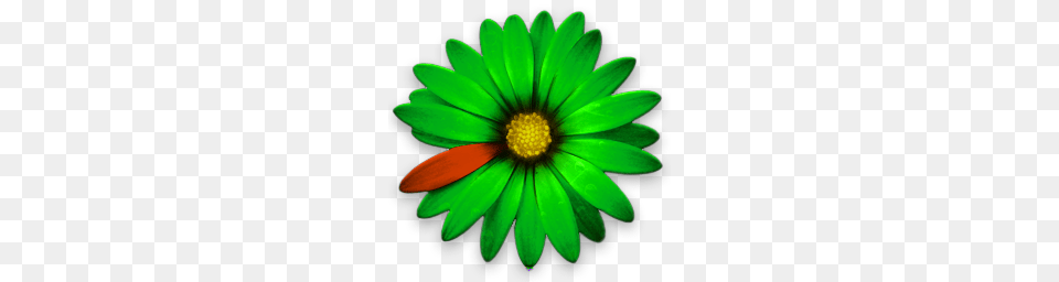 Icq, Daisy, Flower, Plant, Petal Free Transparent Png