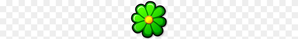 Icq, Daisy, Flower, Green, Plant Png Image