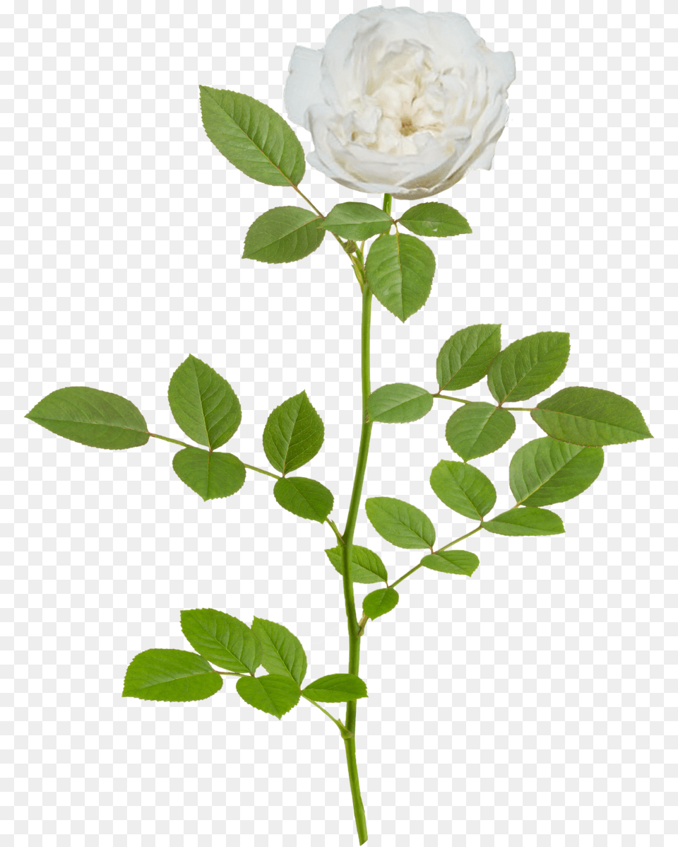 Icy Drift Branch Lemon Drift Rose, Flower, Leaf, Plant Png Image