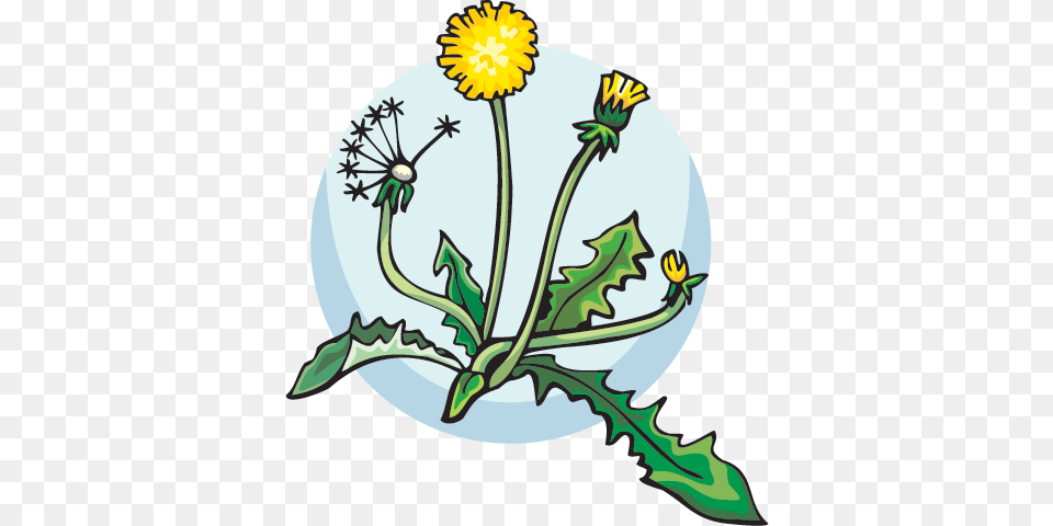 Idaho Ecosystems Games, Flower, Plant, Dandelion, Chandelier Png