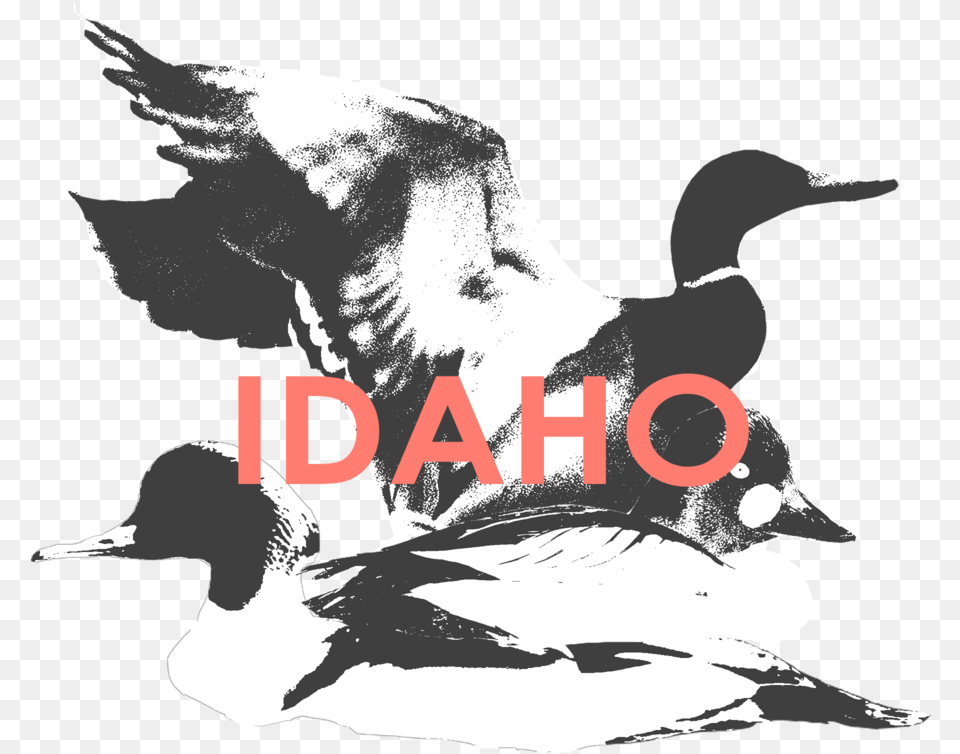 Idaho Ivory Billed Woodpecker, Animal, Bird, Goose, Waterfowl Png