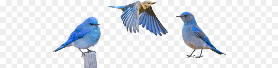 Idaho Mountain Bluebird Mountain Bluebird, Animal, Bird, Jay, Blue Jay Png Image