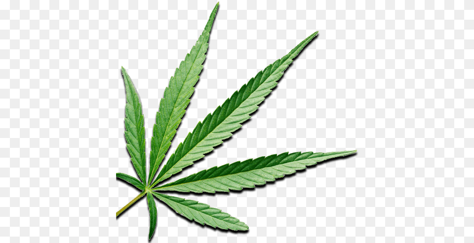 Ideal Cbd Welcome Cannabis, Leaf, Plant, Hemp, Weed Png