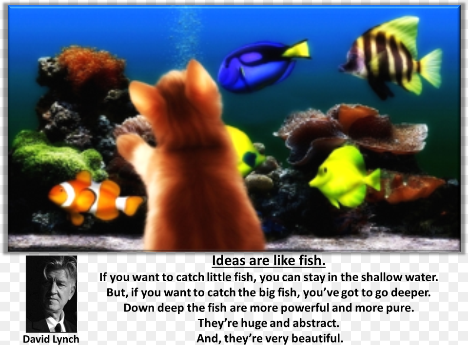 Ideas Are Like Fish Aquarium, Water, Sea Life, Animal, Aquatic Png