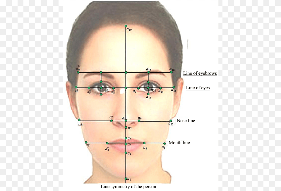Identification Points On The Face Of Human Symmetry In Human Face, Adult, Female, Head, Person Free Transparent Png