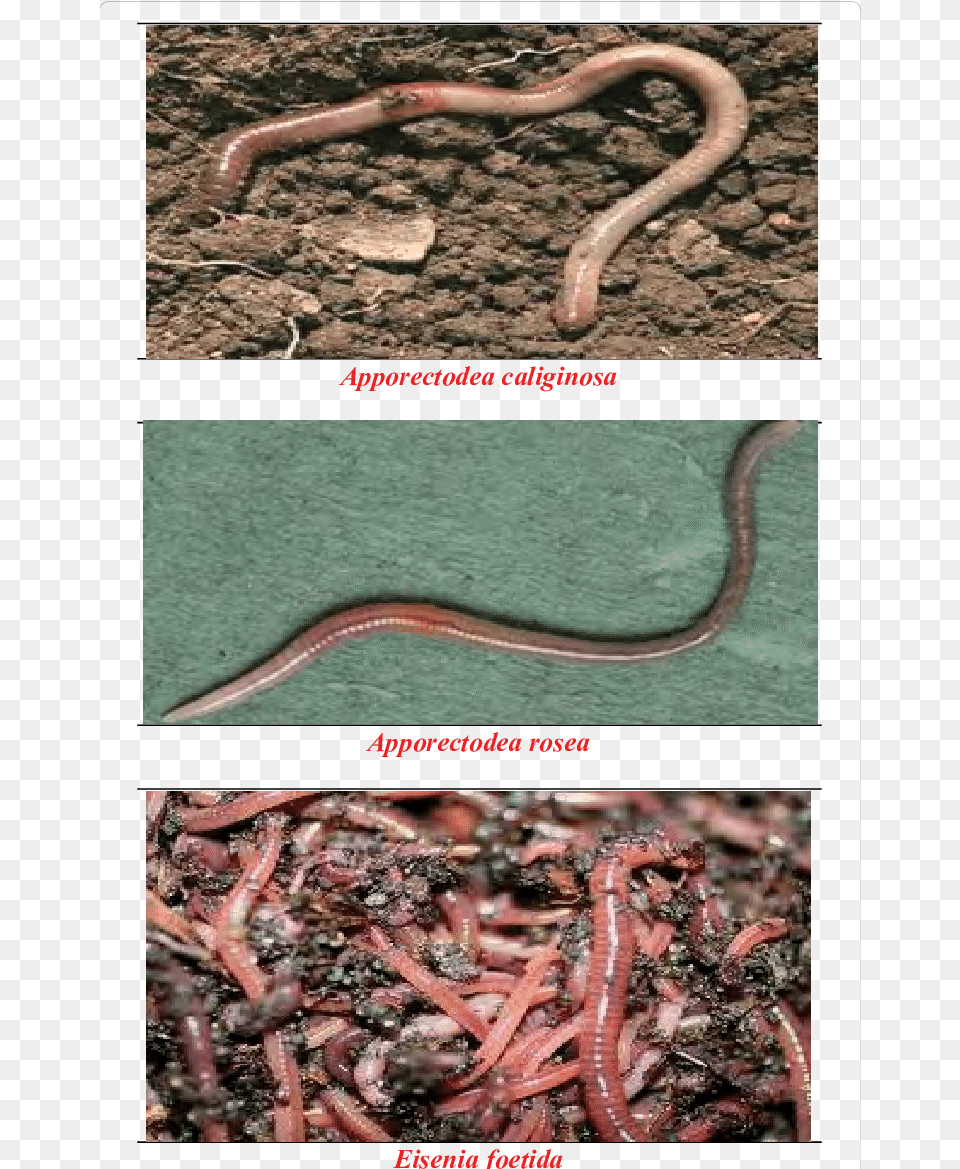 Identified Earthworms From Study Areas Earthworm, Animal, Reptile, Snake, Soil Png Image