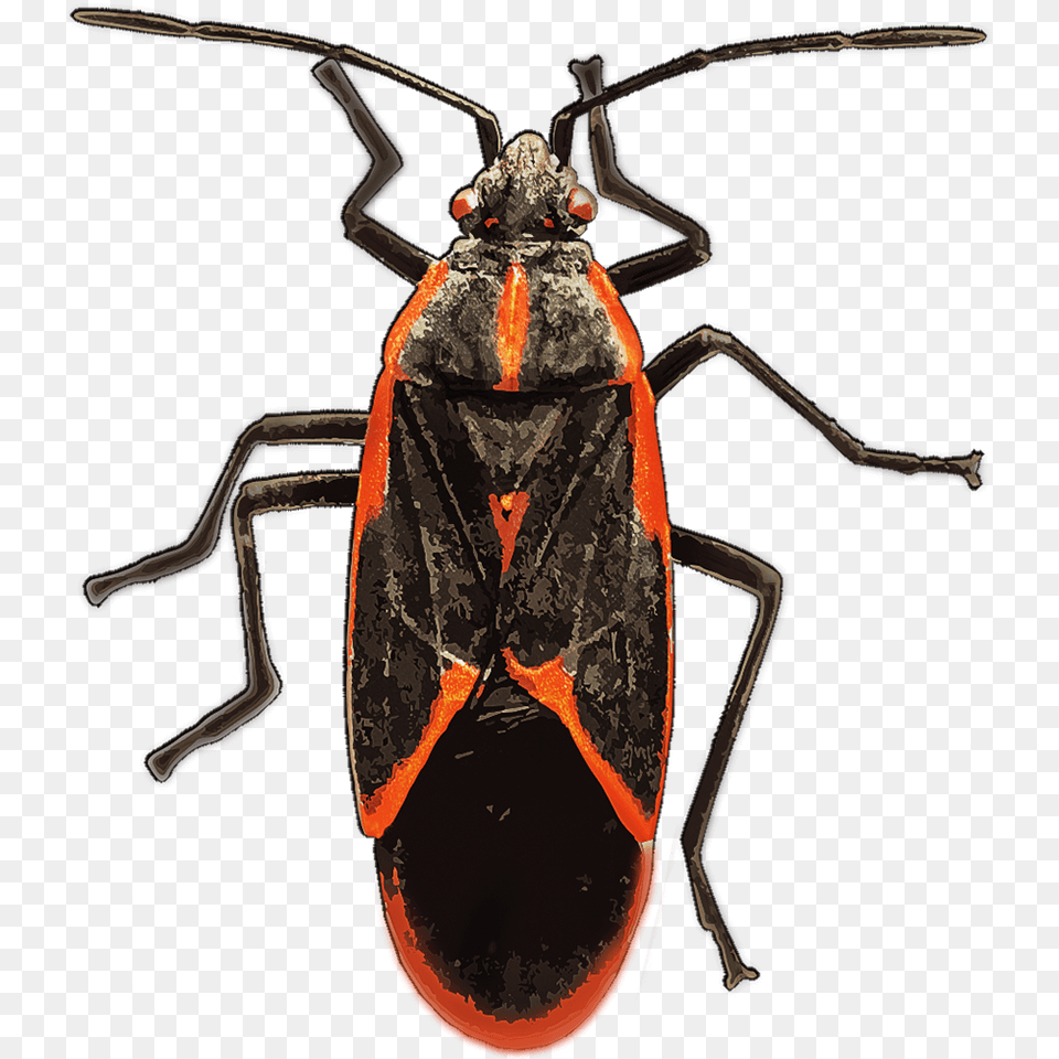 Identify And Control Boxelder Bugs, Animal, Invertebrate, Spider, Bee Free Png
