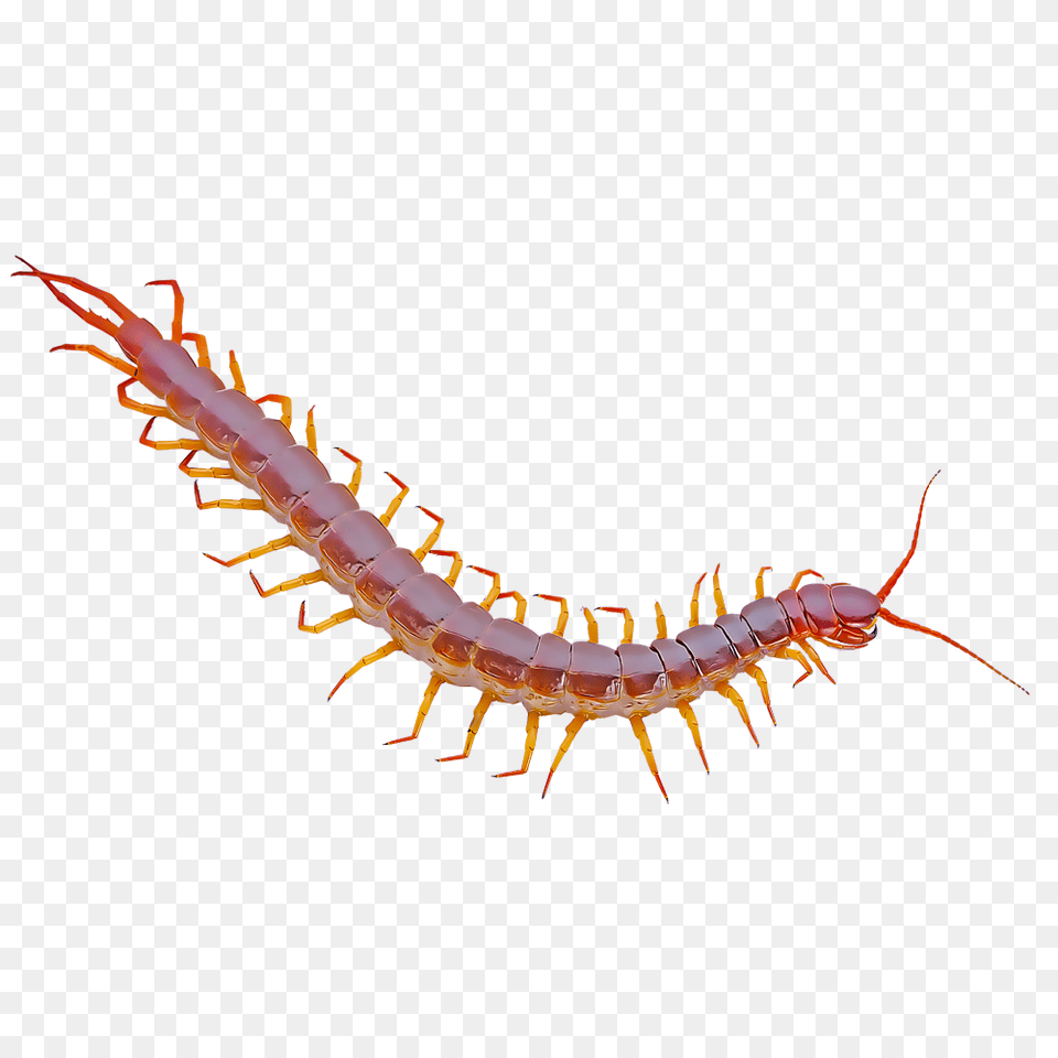 Identify And Control Centipedes, Animal, Food, Invertebrate, Lobster Free Transparent Png