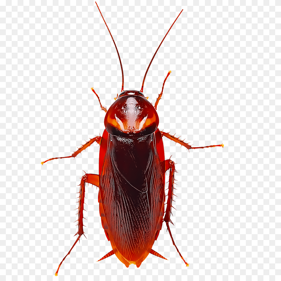 Identify And Control Cockroaches, Animal, Cockroach, Insect, Invertebrate Png Image
