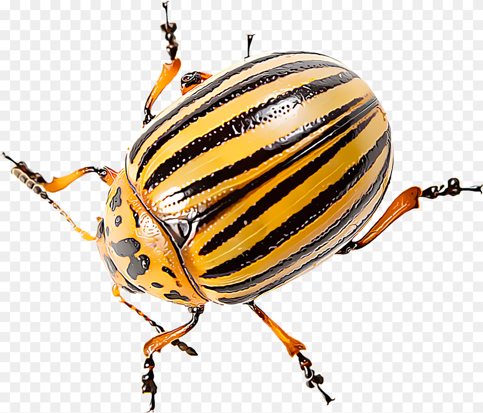 Identify And Control Colorado Potato Beetles Leaf Beetle, Animal, Insect, Invertebrate, Dung Beetle Free Transparent Png