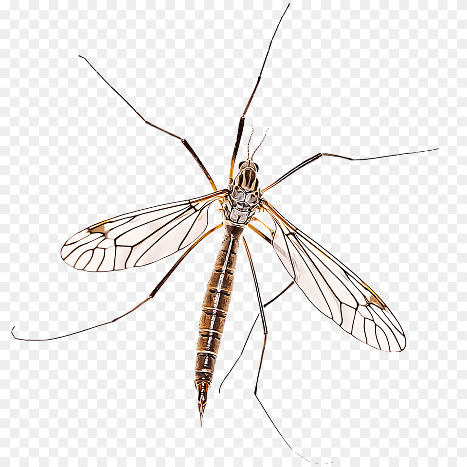 Identify And Control Crane Flies, Animal, Bee, Insect, Invertebrate Free Png