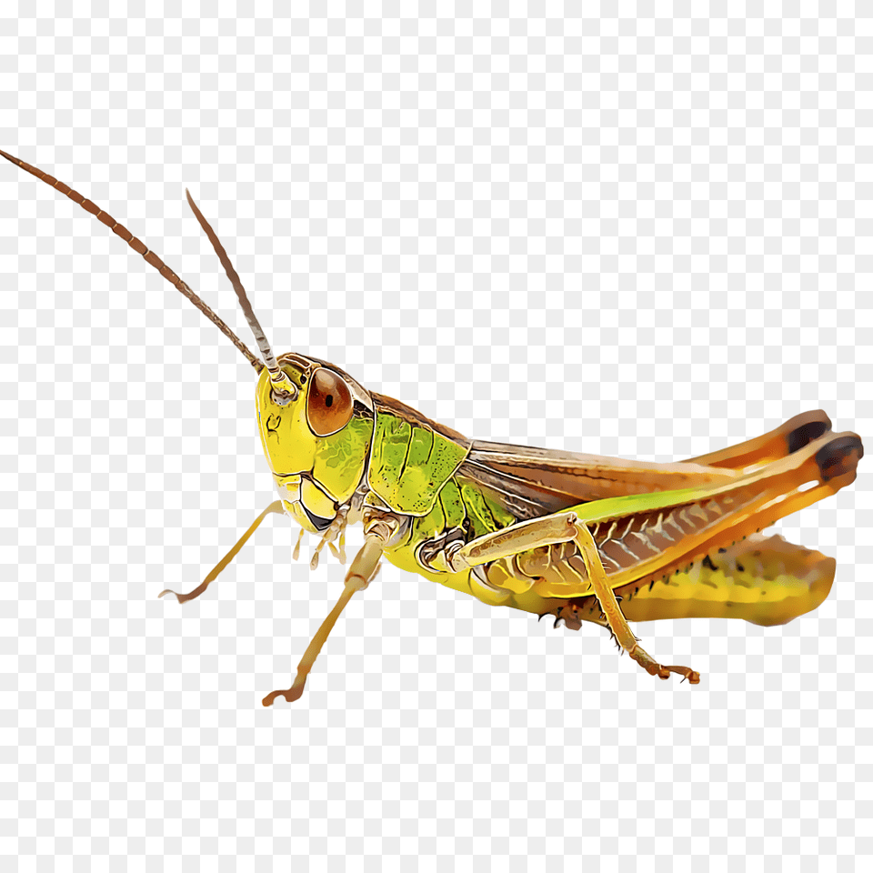 Identify And Control Grasshoppers, Animal, Grasshopper, Insect, Invertebrate Free Png