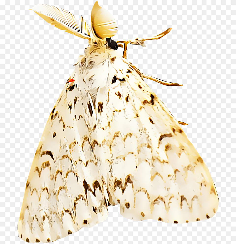 Identify And Control Gypsy Moths Types Of Gypsy Moths, Animal, Butterfly, Insect, Invertebrate Free Transparent Png