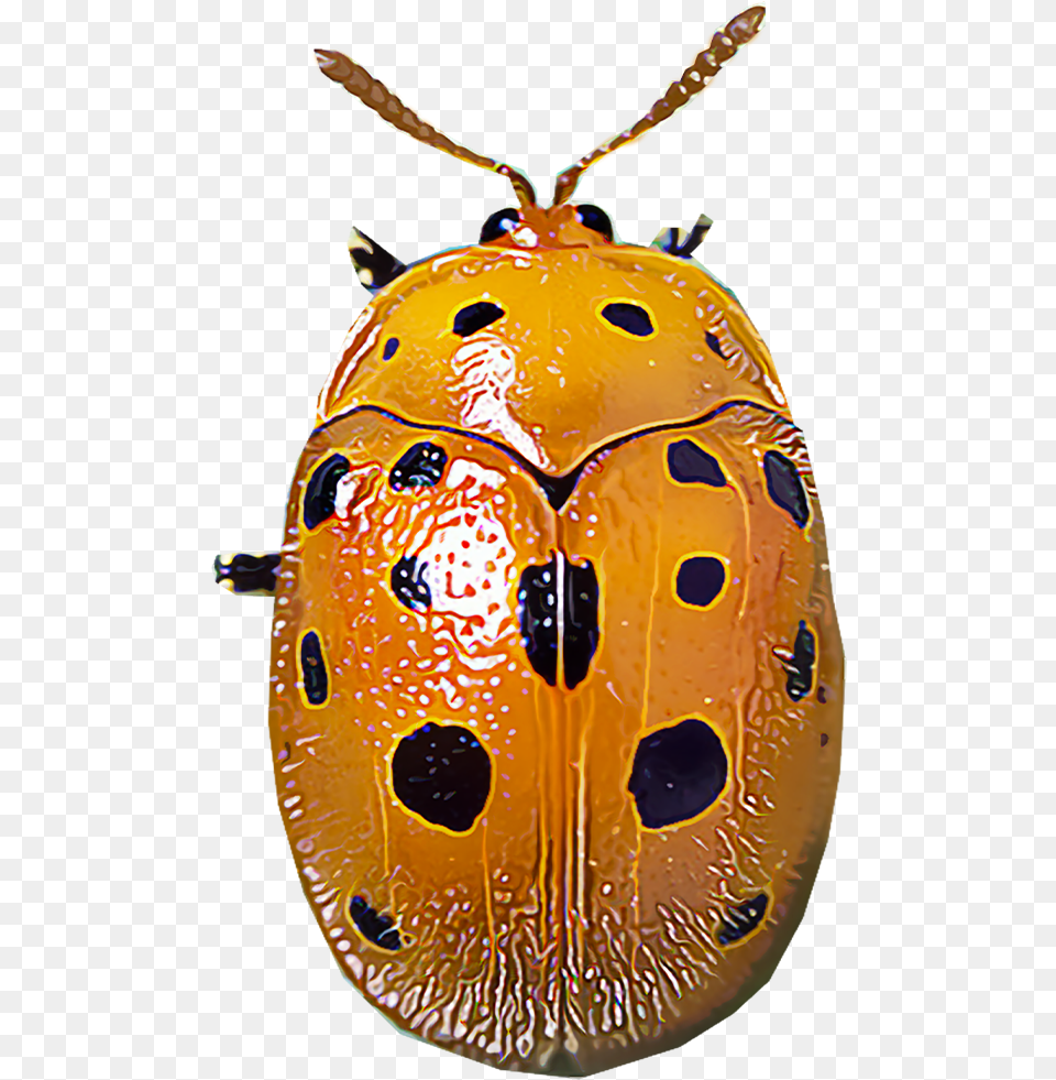 Identify And Control Mexican Bean Beetles Parasitism, Animal Free Png