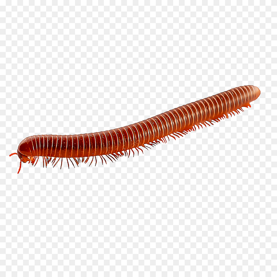 Identify And Control Millipedes, Animal, Insect, Invertebrate, Worm Png Image