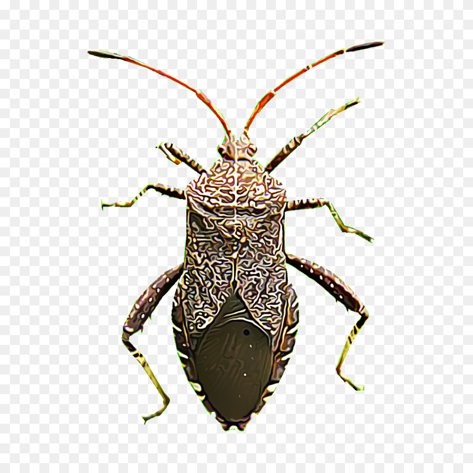 Identify And Control Squash Bugs, Animal, Invertebrate, Spider Free Png