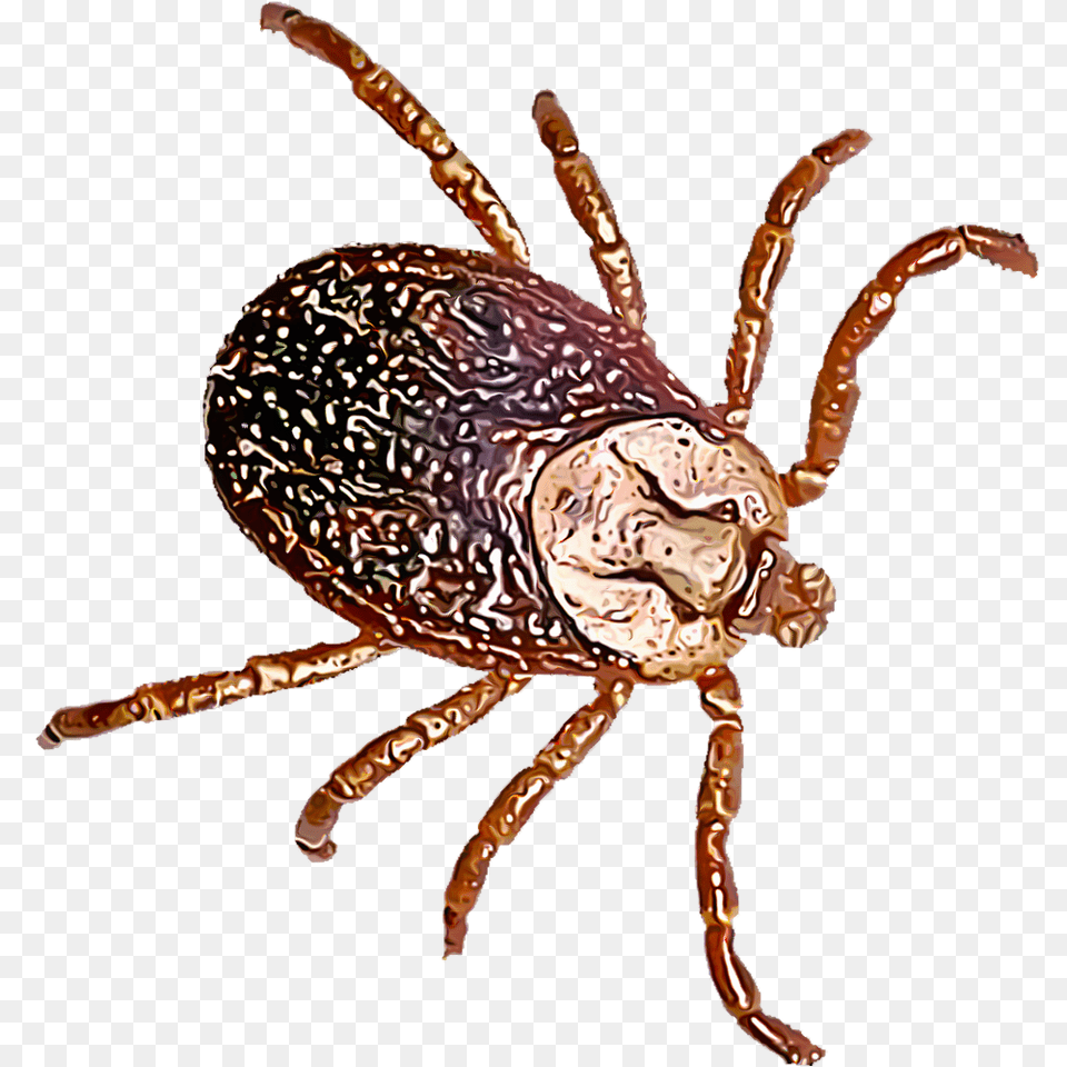 Identify And Control Ticks, Tick, Animal, Food, Invertebrate Free Png Download