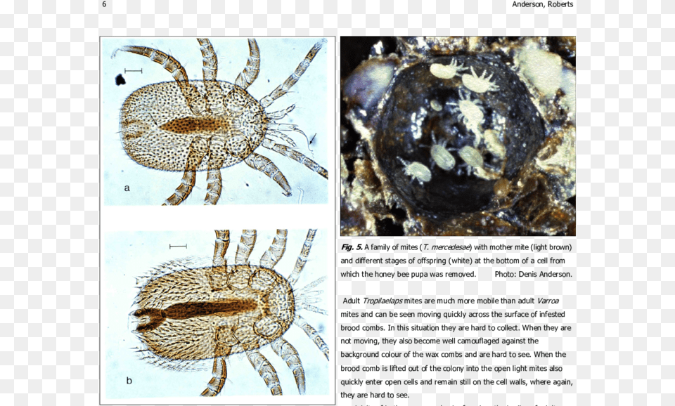 Identify Female Mite Tropilaelaps, Art, Collage, Animal, Invertebrate Free Transparent Png