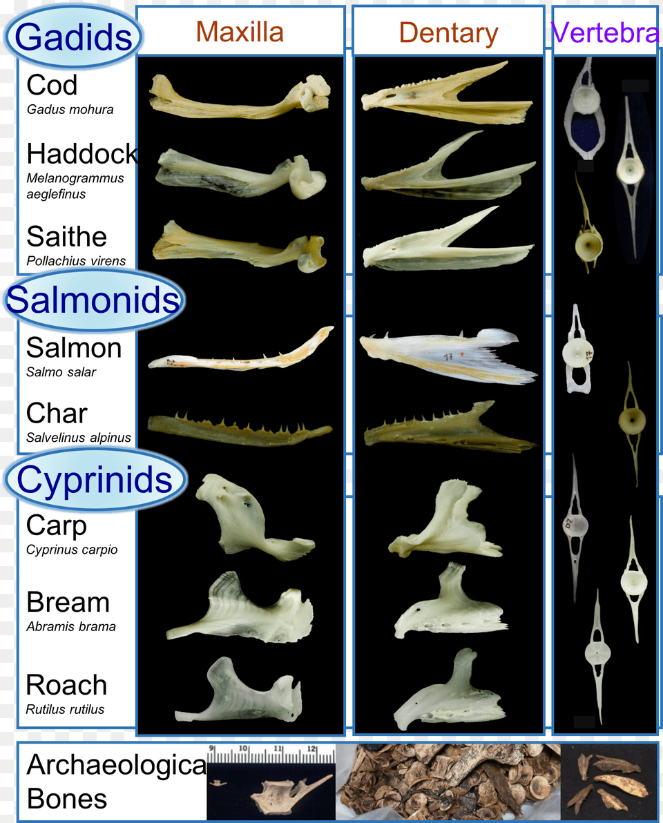 Identify Fish Bones, Animal, Bird, Sea Life, Dinosaur Free Transparent Png