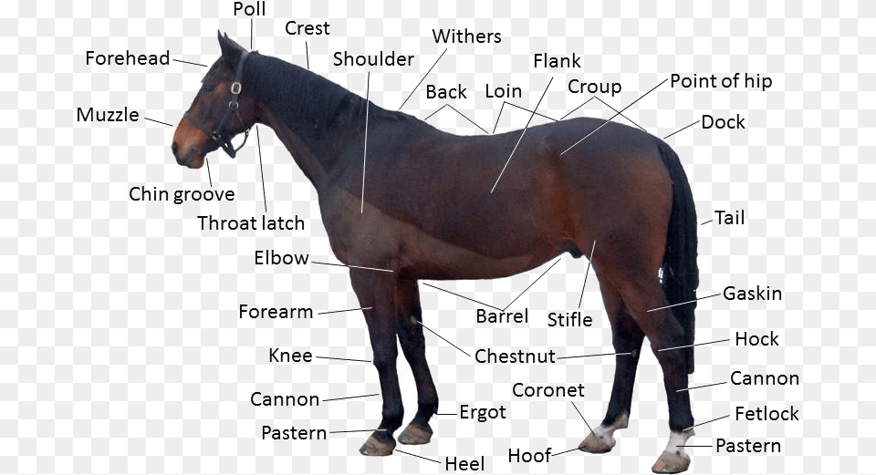 Identify The Parts Of A Horse, Animal, Mammal, Chart, Plot Free Png